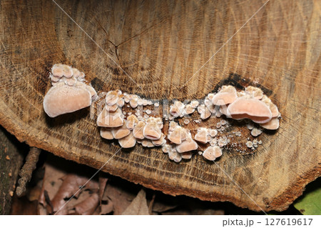 大きな切り株に未発達、薄茶色の筒状キクラゲ属キノコ幼菌群(自然環境下菌・キノコ類マクロ撮影) 大きな切り株に未発達、薄茶色の筒状キクラゲ属キノコ幼菌群(自然環境下菌・キノコ類マクロ撮影) 127619617