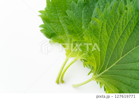 白背景に大葉のクローズアップ 白背景に大葉のクローズアップ 127619771
