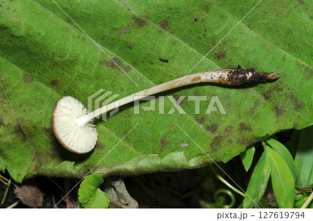 ブナノモリツエタケ茸の白いヒダと柄アップ（自然環境下菌・キノコ類マクロ撮影） 127619794