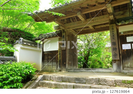 新緑の勝持寺 新緑の勝持寺 127619864