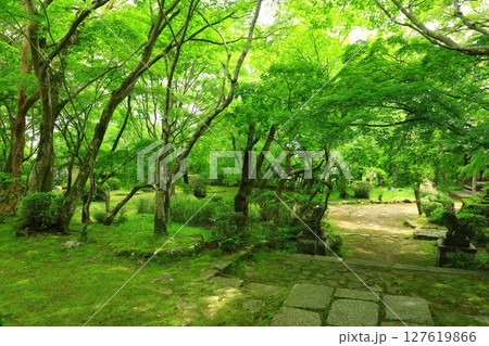 新緑の勝持寺 新緑の勝持寺 127619866