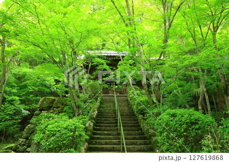 新緑の勝持寺 新緑の勝持寺 127619868