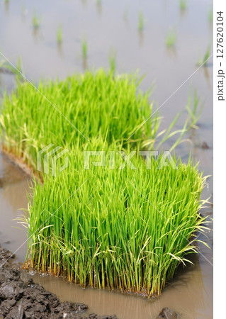 苗 水田 稲 苗 水田 稲 127620104