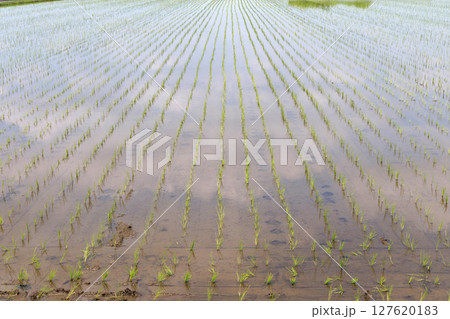 苗 水田 稲 127620183