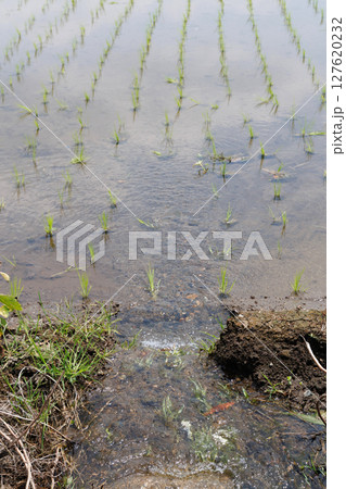 農業用水路から田んぼへ流れる水 127620232