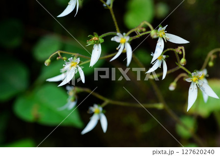 ユキノシタの花 127620240