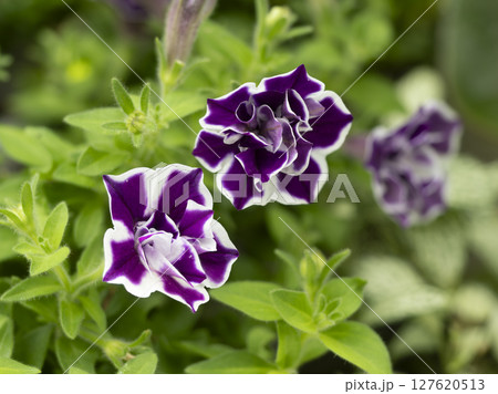 赤紫色のペチュニア 赤紫色のペチュニア 127620513