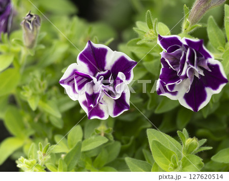 赤紫色のペチュニア 赤紫色のペチュニア 127620514