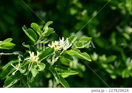 野に咲くスイカズラの花 野に咲くスイカズラの花 127620628