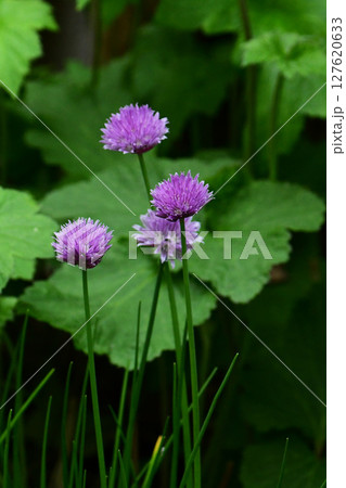 紫のチャイブの花 紫のチャイブの花 127620633