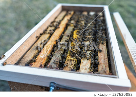 Busy Bees on Honeycomb Frames in a Wooden Beehive, Apiculture and Beekeeping Industry Busy Bees on Honeycomb Frames in a Wooden Beehive, Apiculture and Beekeeping Industry 127620882