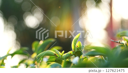 Green tea tree leaves camellia sinensis in organic farm sunlight. Fresh young tender bud herbal farm on summer morning. Sunlight Green tea tree plant. Close up Tree tea plant green nature in morning Green tea tree leaves camellia sinensis in organic farm sunlight. Fresh young tender bud herbal farm on summer morning. Sunlight Green tea tree plant. Close up Tree tea plant green nature in morning 127621475