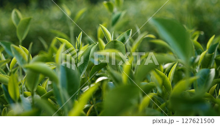 Green tea tree fresh leaves in eco herbal farm. Tree tea plantations in morning sun light. Freshness herbal natural garden farmland. Drinking organic relax heath plant. Green tea tree in farm 127621500