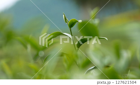 Green tea tree fresh leaves in eco herbal farm. Tree tea plantations in morning sun light. Freshness herbal natural garden farmland. Drinking organic relax heath plant. Green tea tree in farm 127621504
