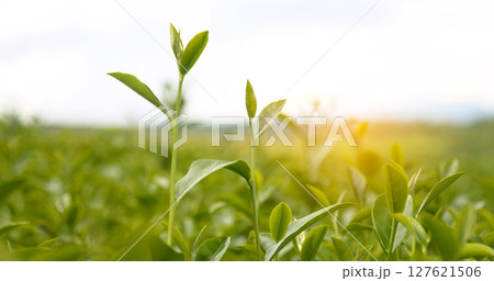 Green tea tree leaves camellia sinensis in organic farm sunlight. Fresh young tender bud herbal farm on summer morning. Sunlight Green tea tree plant. Close up Tree tea plant green nature in morning 127621506