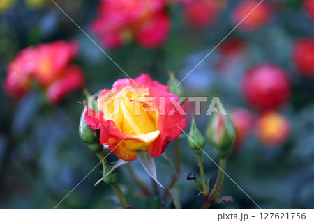 赤と黄の花びらのバラ 127621756