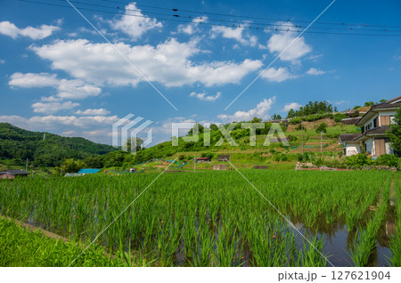 夏の里山 秋山村の原風景 富岡の棚田 夏の里山 秋山村の原風景 富岡の棚田 127621904
