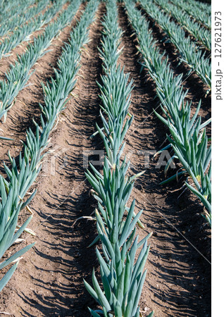 綺麗に整列して植えられている長ネギ畑 127621973