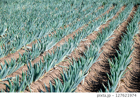 綺麗に整列して植えられている長ネギ畑 127621974