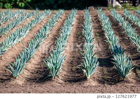 綺麗に整列して植えられている長ネギ畑 綺麗に整列して植えられている長ネギ畑 127621977