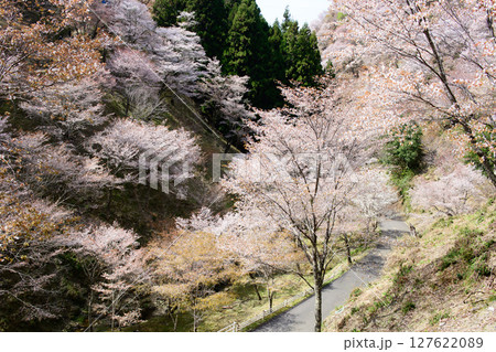 春の絶景　吉野山　中千本のシロヤマザクラ　奈良県　 127622089