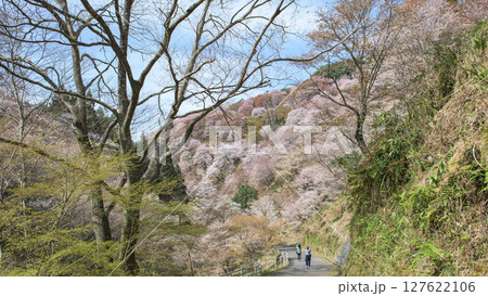 吉野 春の絶景 美しい満開の中千本桜を歩く 奈良県 吉野 春の絶景 美しい満開の中千本桜を歩く 奈良県 127622106