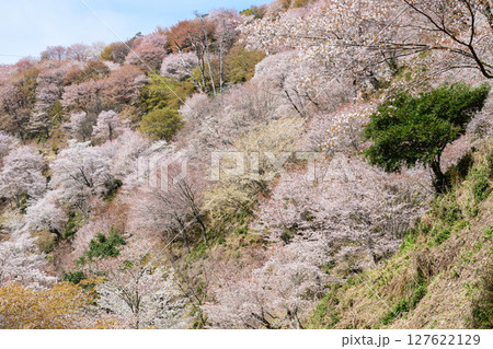 吉野　春の絶景　美しい満開の中千本桜　奈良県　 127622129