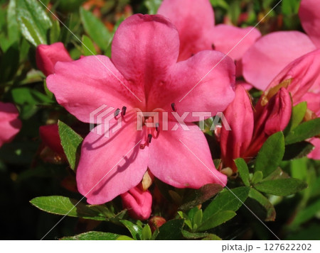 初夏の庭に咲くピンク色のサツキの花(クローズアップ) 初夏の庭に咲くピンク色のサツキの花(クローズアップ) 127622202