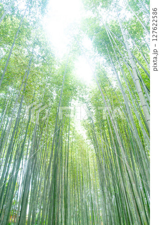 日本の京都にある嵐山の美しい竹林風景 127622586