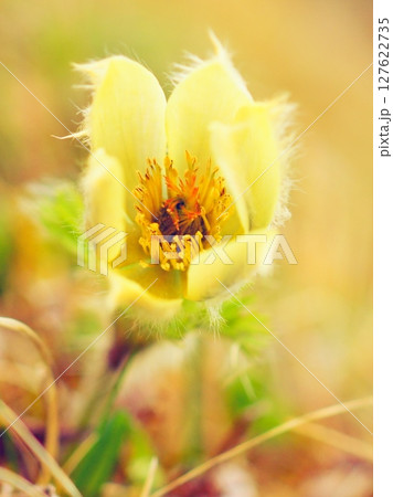 梅雨晴間のツクモグサ(20250612093242) 梅雨晴間のツクモグサ(20250612093242) 127622735