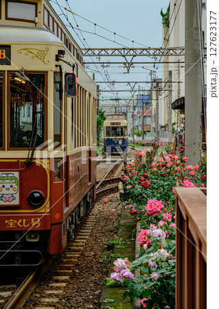薔薇と電車(都電荒川線三ノ輪橋停留場) 薔薇と電車(都電荒川線三ノ輪橋停留場) 127623177