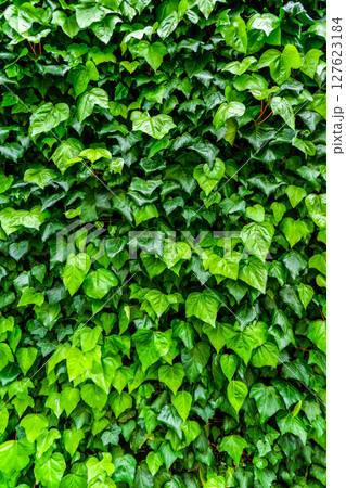 緑鮮やかなアイビー壁面 緑鮮やかなアイビー壁面 127623184