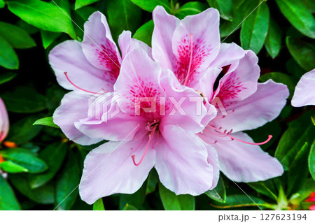ピンク色のツツジ 127623194