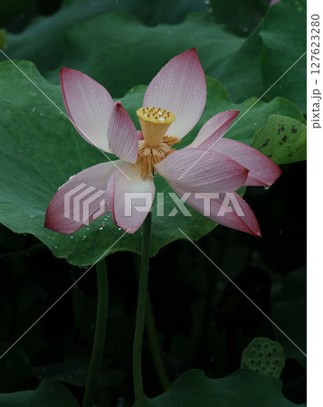 花びら 花弁 弁 127623280