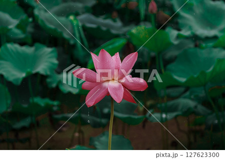 花びら 花弁 弁 127623300