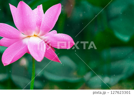 花びら 花弁 弁 127623301