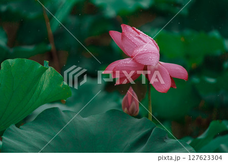 花びら 花弁 弁 127623304