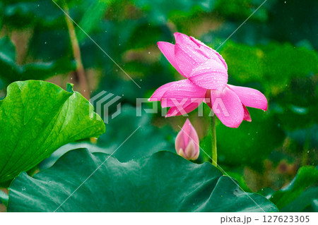 花びら 花弁 弁 127623305