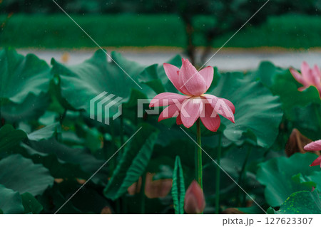花びら 花弁 弁 127623307