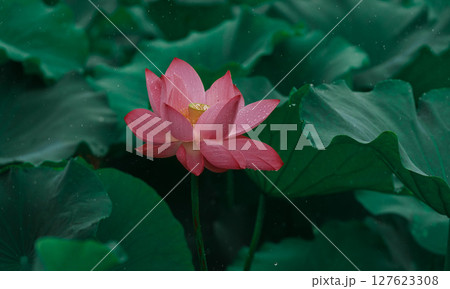 花びら 花弁 弁 127623308