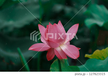 花びら 花弁 弁 127623315