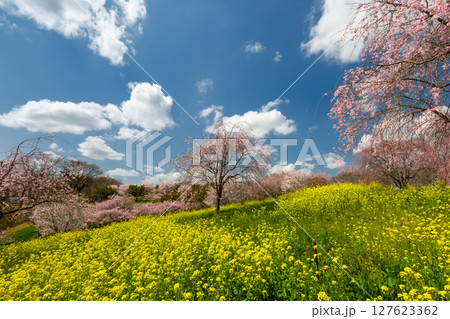 栃木県芳賀郡益子町小宅 桜の名所小宅古墳群の丘に咲くベニシダレザクラなどの桜と菜の花畑 栃木県芳賀郡益子町小宅 桜の名所小宅古墳群の丘に咲くベニシダレザクラなどの桜と菜の花畑 127623362