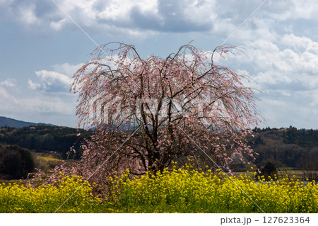 栃木県芳賀郡益子町小宅　桜の名所小宅古墳群の丘に咲くベニシダレザクラなどの桜と菜の花畑 127623364