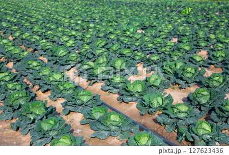 Rows of green ripe savoy cabbage on farm plantation Rows of green ripe savoy cabbage on farm plantation 127623436