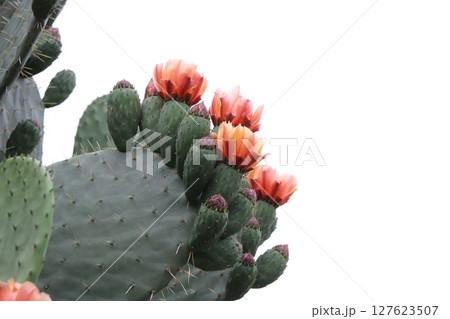 春の庭に咲くウチワサボテンのオレンジ色の花 127623507