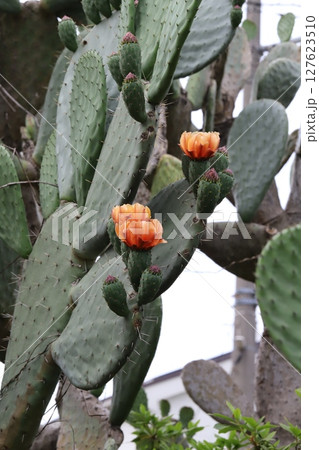 春の庭に咲くウチワサボテンのオレンジ色の花 127623510