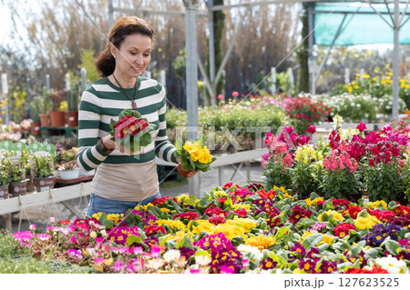 Woman in casual clothes shopping for pot of colorful primula at flower market 127623525