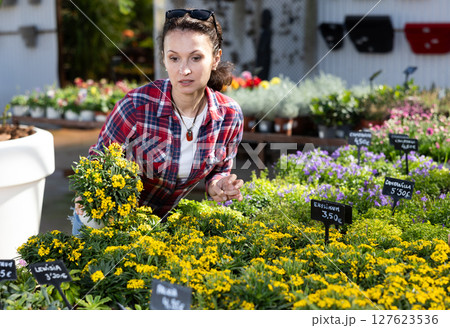 Adult woman choosing wallflowers in flower shop 127623536