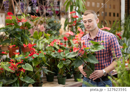 Young man chooses anthurium in flower shop 127623591