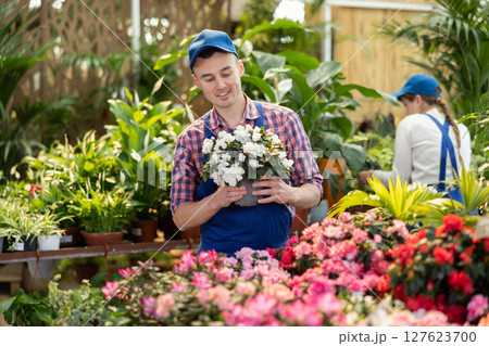 Male gardener arranging potted Azalea for market and wearing uniform 127623700